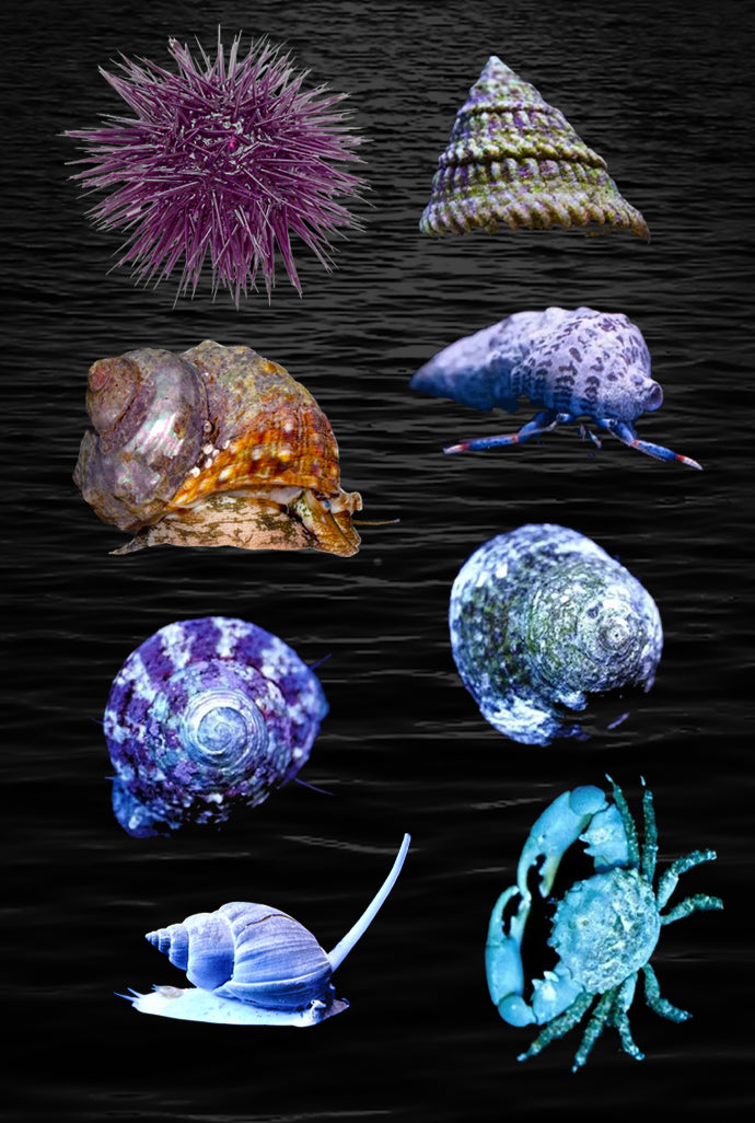 Invertebrate pack