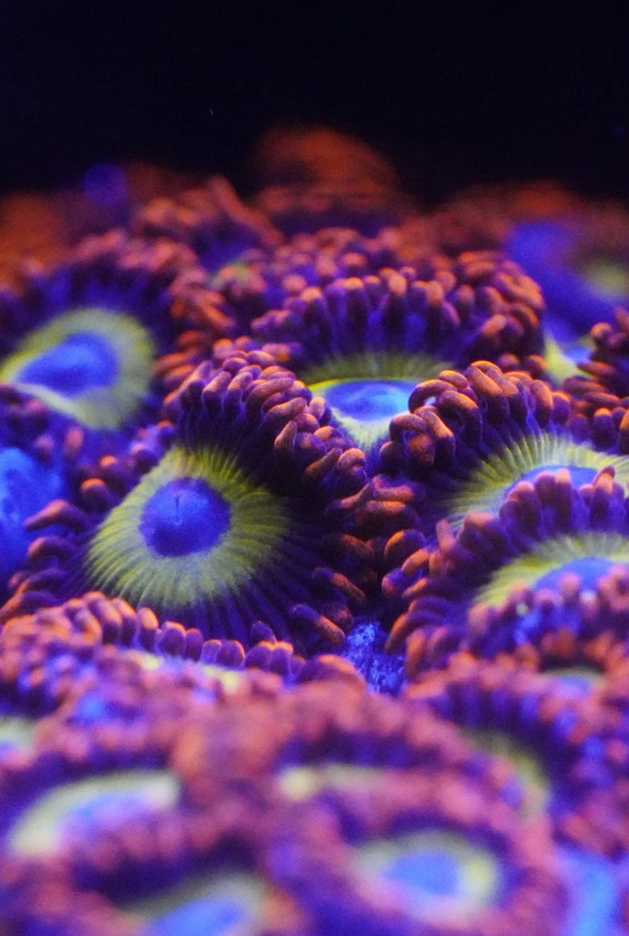 Soft Corals